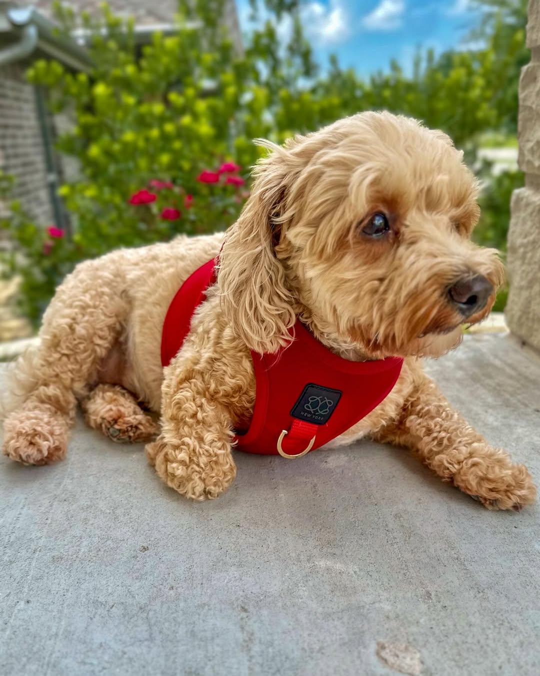 Dog Walking in Style: Why Matching Sets Are a Game-Changer for Pet Parents