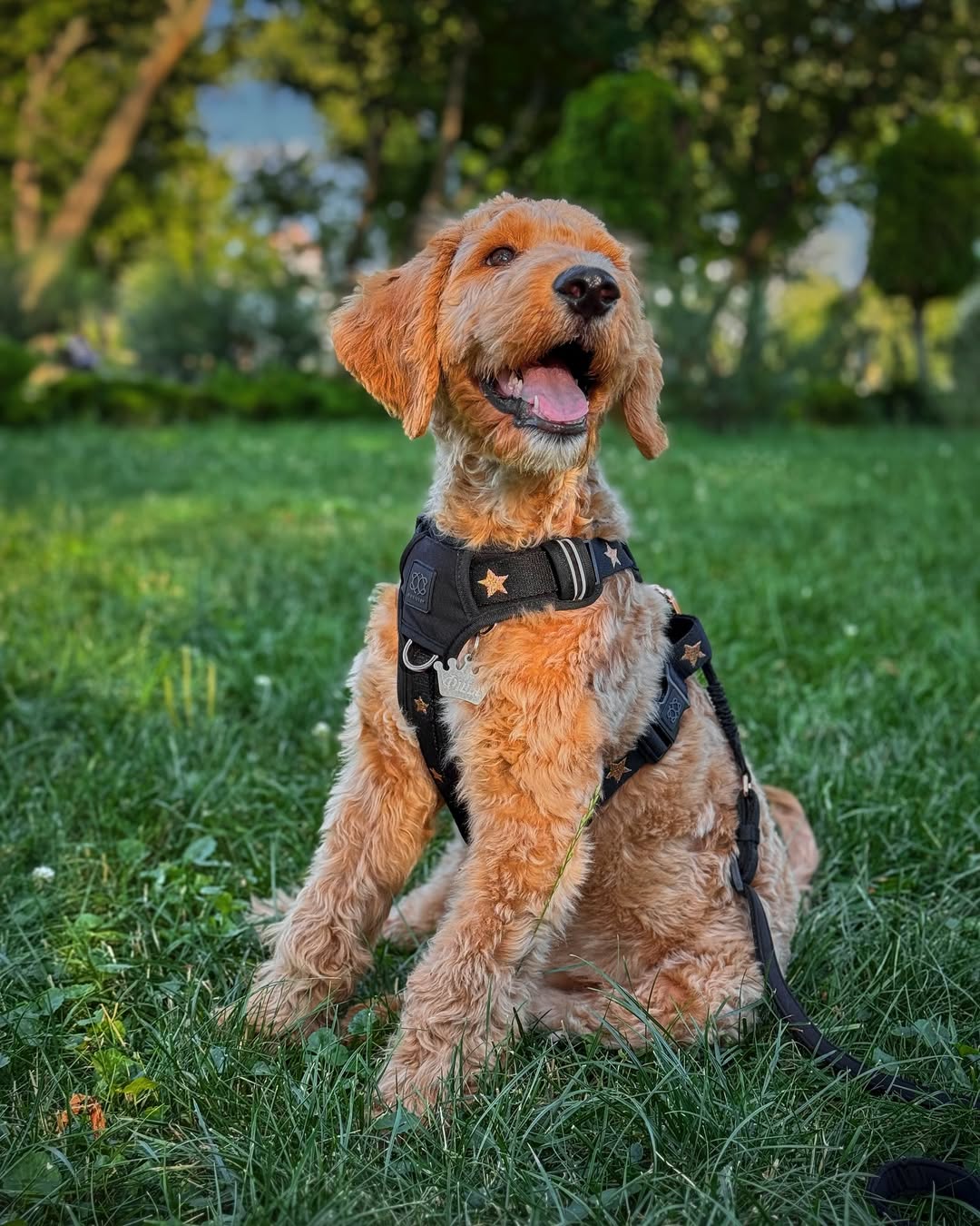 Train a Calm City Walker: Gear + Routine Tips for Urban Dogs