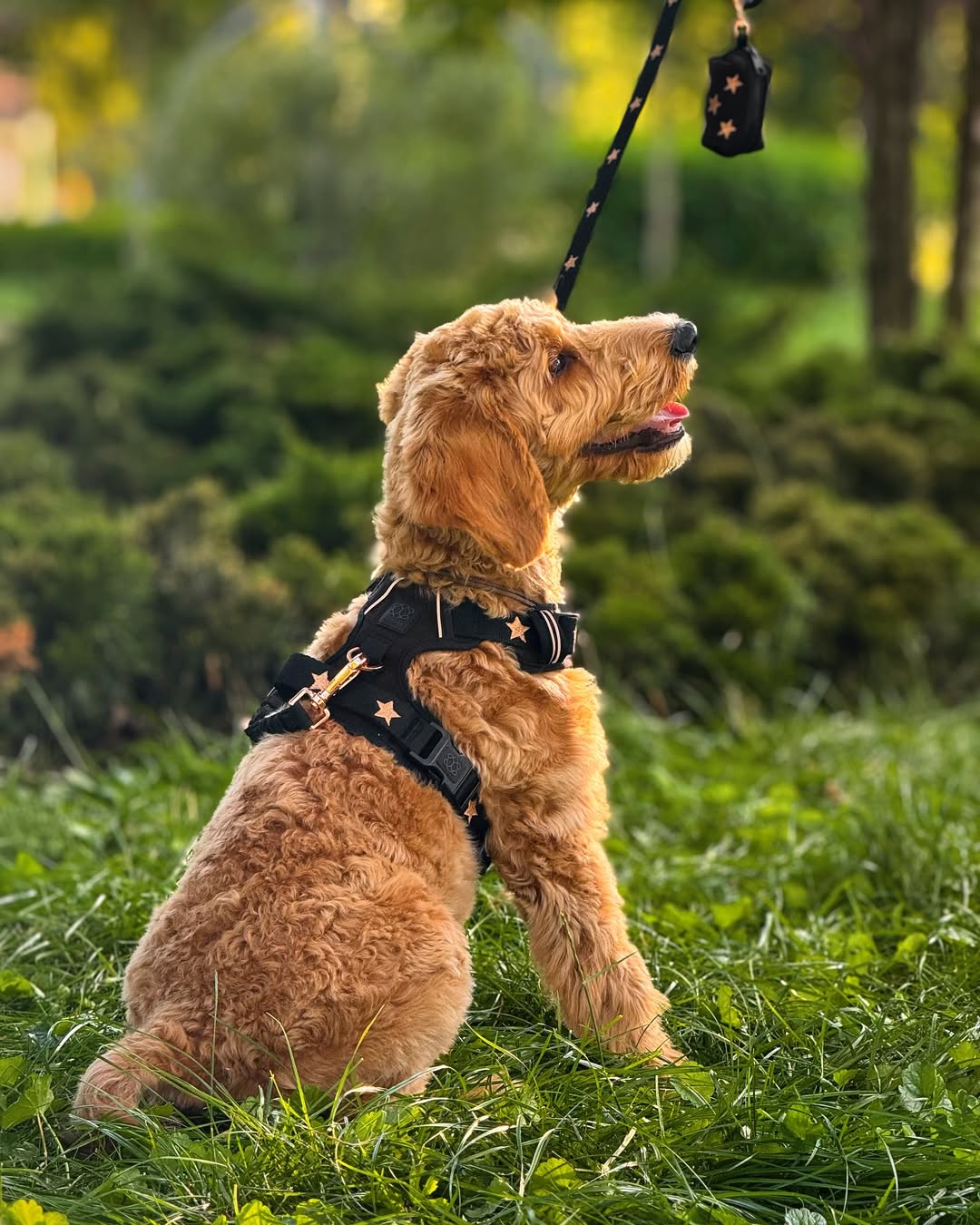 Chic Dog Mom Must-Haves for Stylish Walks (and Social Snaps)