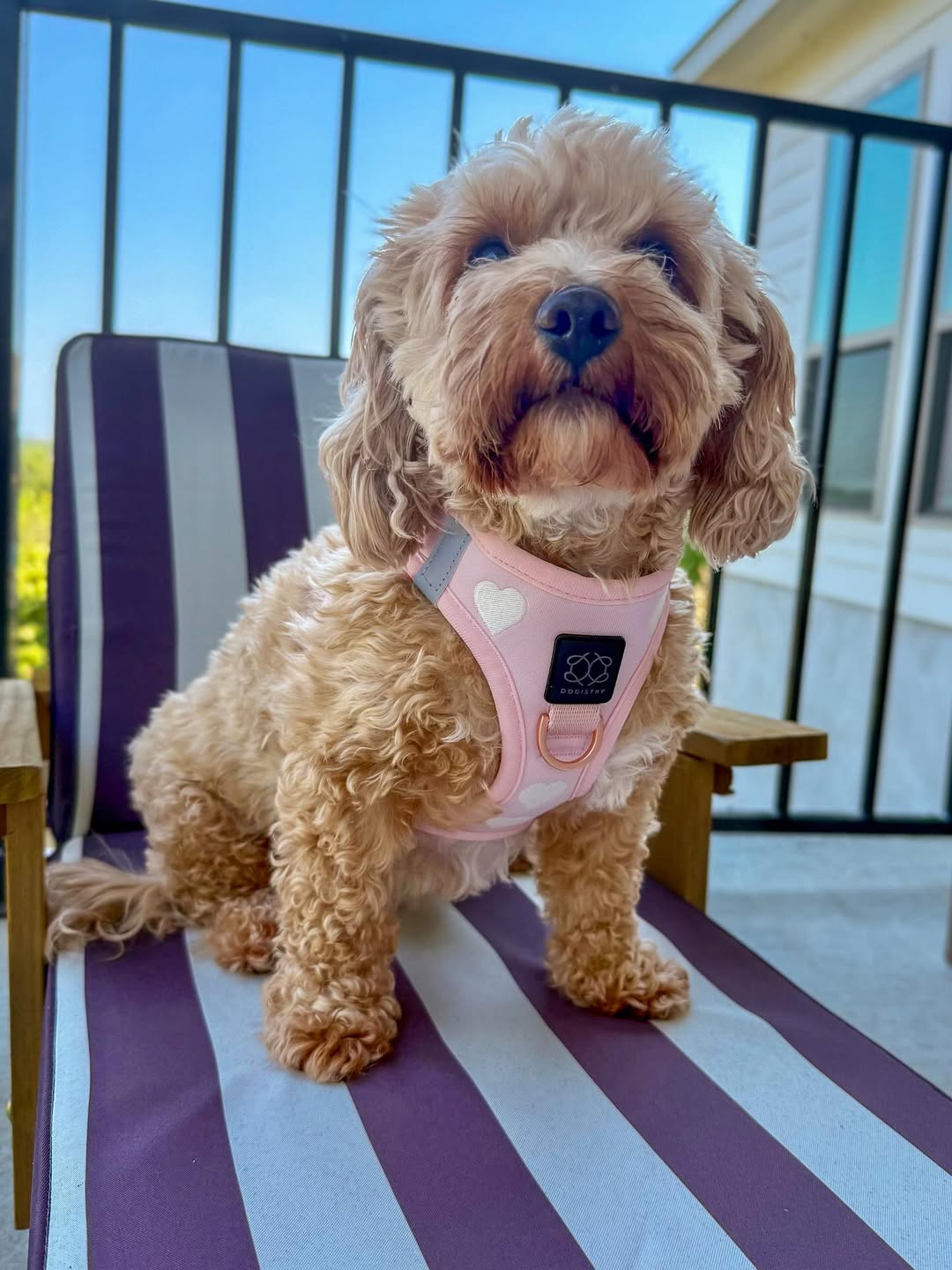 Easiest Small Dogs to Train: Quick Learners Unveiled