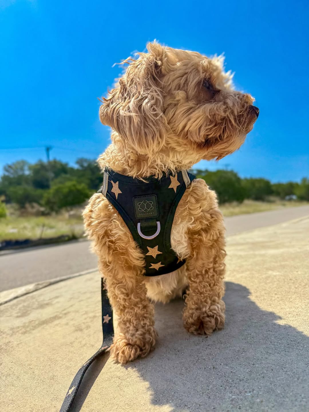 Best Dog Harnesses of 2025: Safe, Stylish, and No-Pull Designs