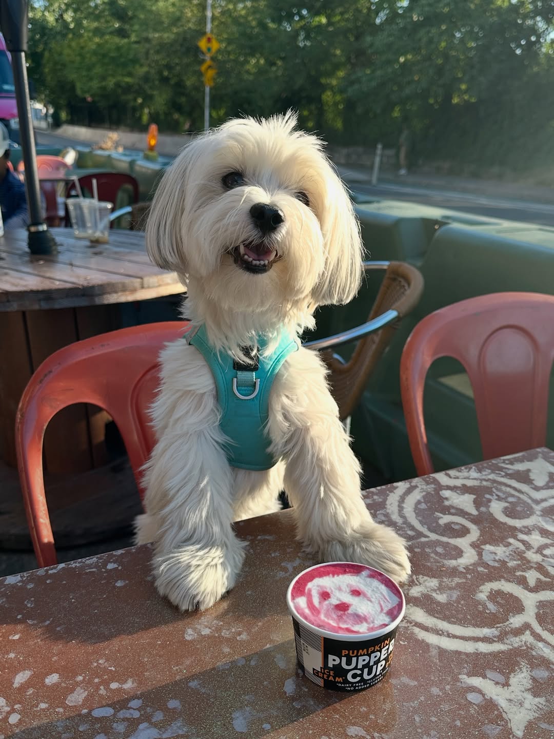 Top Dog Walking Accessories Every Pet Parent Needs