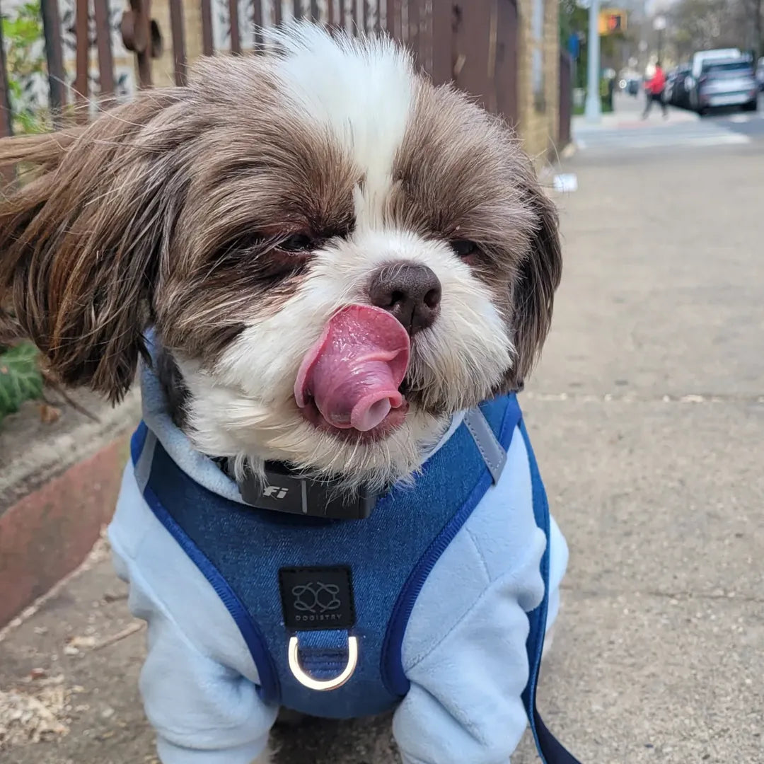 How to Choose the Best Dog Walking Set for Your Pup’s Personality