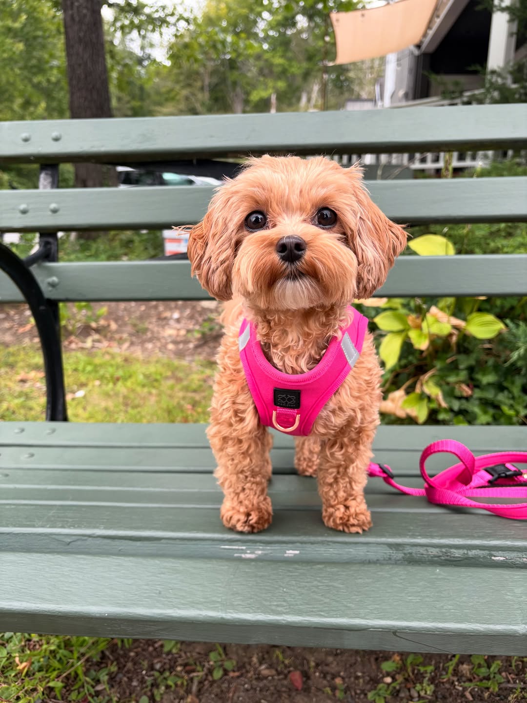 The Benefits of No-Pull Harnesses for Safer, Happier Walks