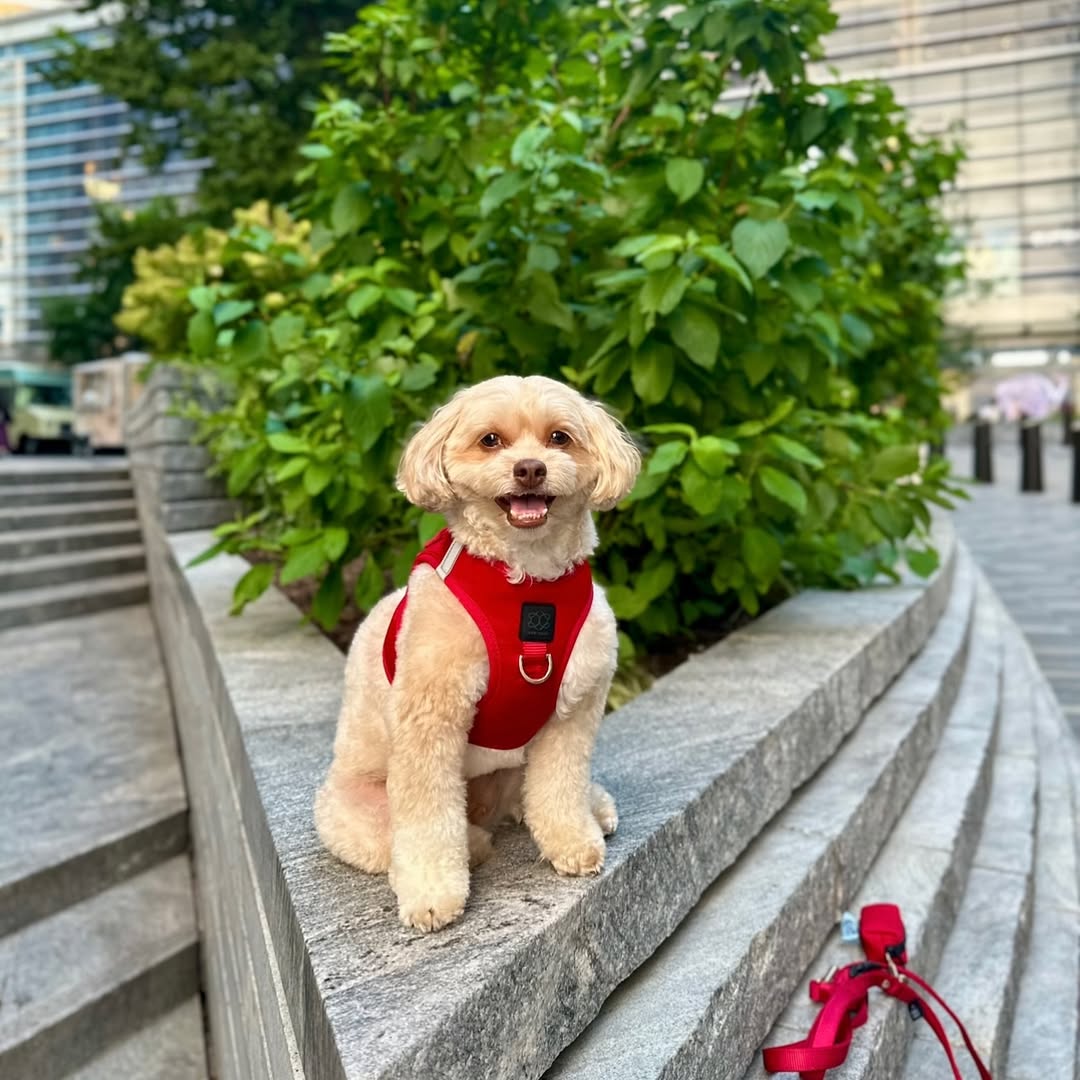 Fashion Meets Function: Dogistry Harnesses for Style-Conscious Pet Parents