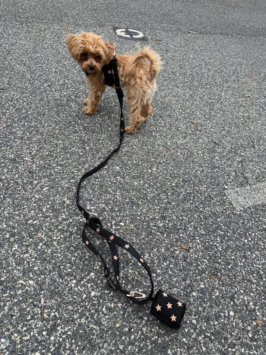 How to Choose the Perfect Leash Length for Your Dog’s Walking Style