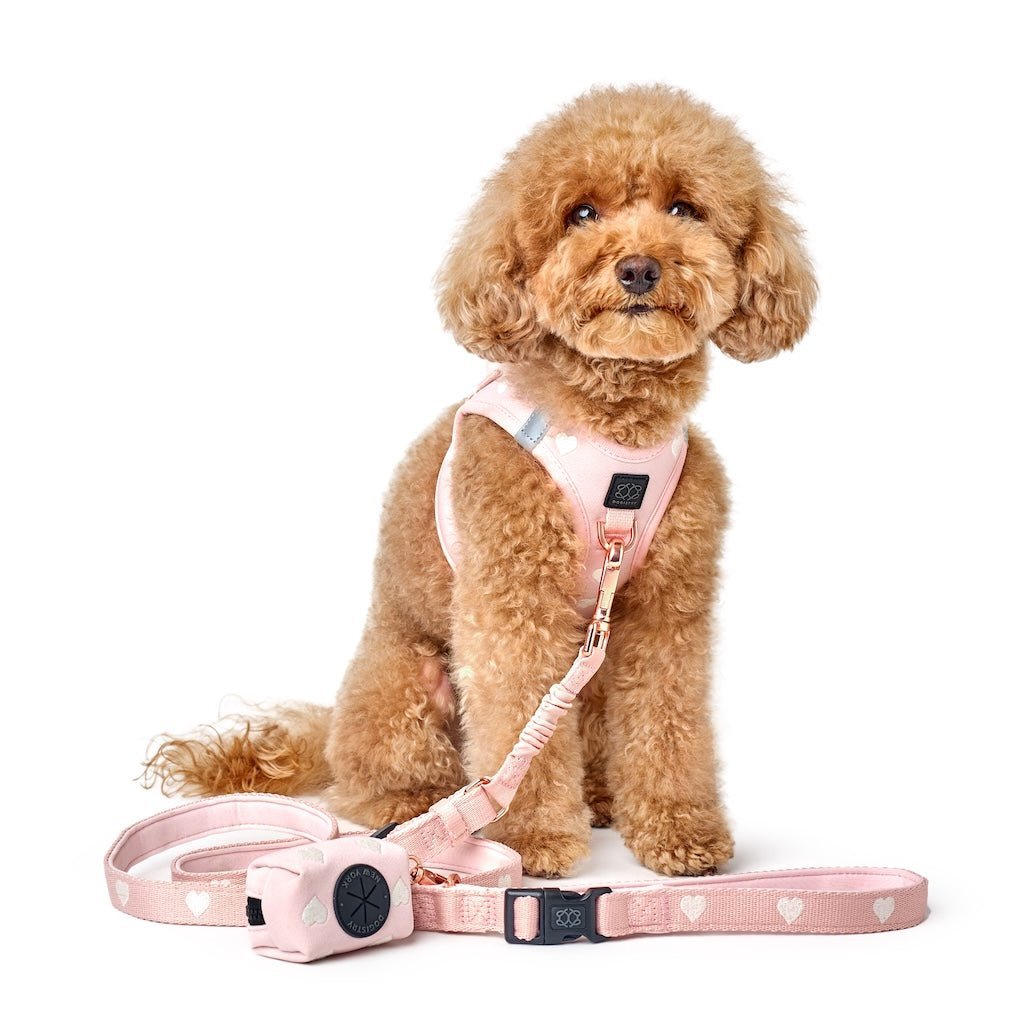 The Benefits of Matching Your Dog’s Harness and Leash