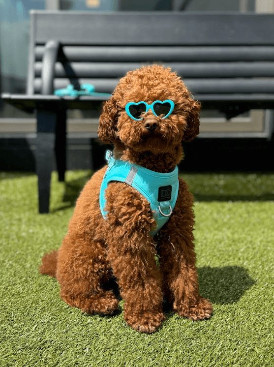 Dogistry™