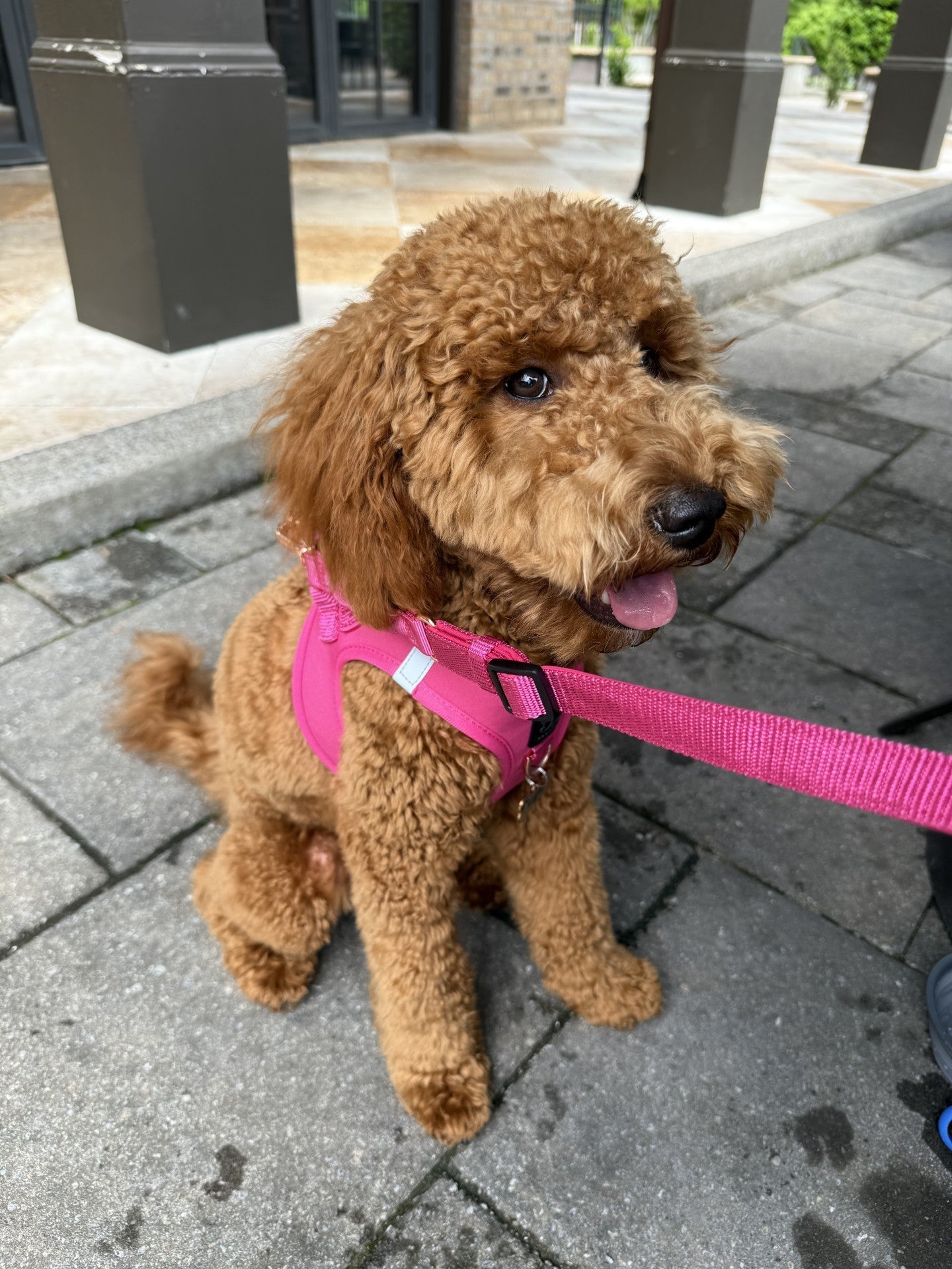 How to Keep Your Dog Safe (and Stylish) During Busy City Walks