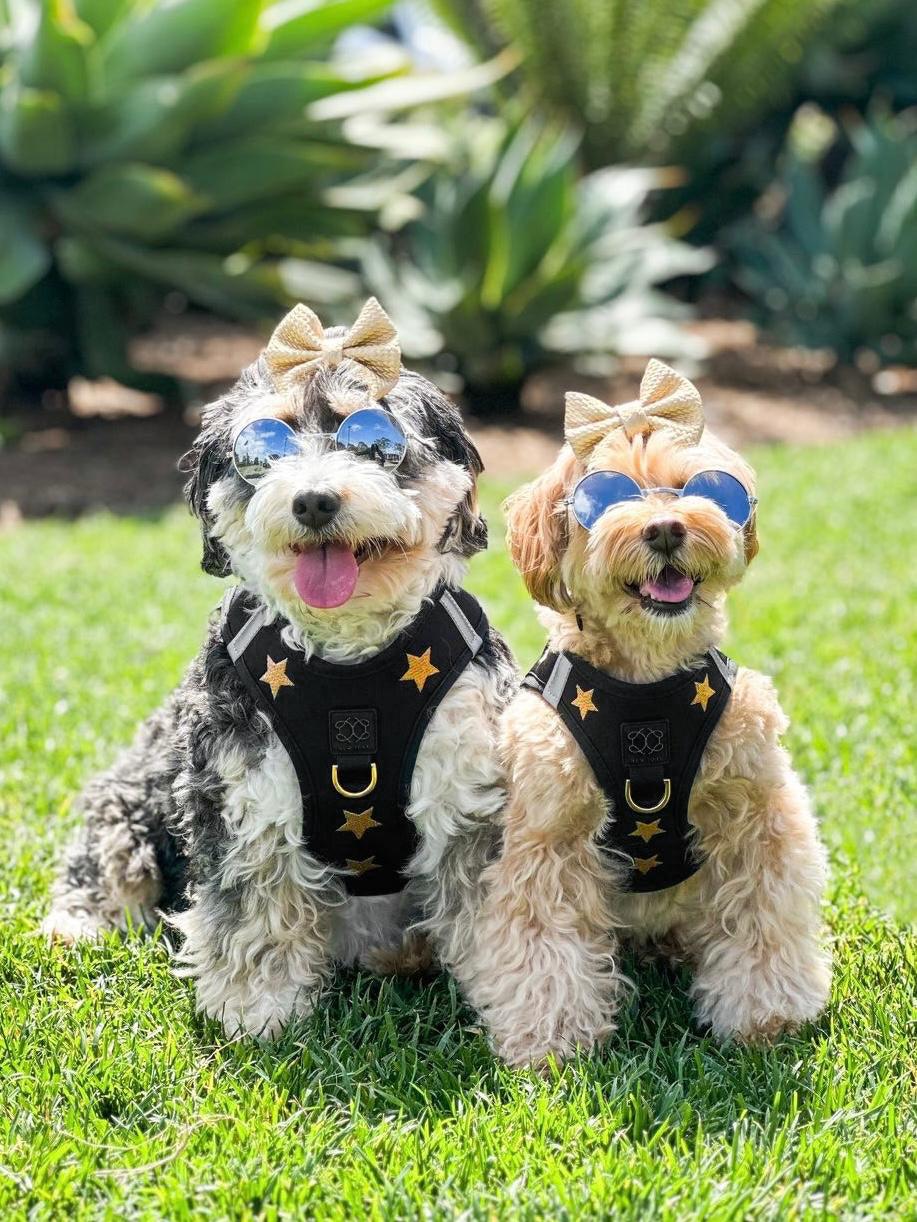 Trending pet accessories - designer dog leashes and collars, designer dog collar and leash, pet accessories designer, fancy harness for dogs, luxury dog harness, fancy dog stuff, pet accessories designer, stylish dog leash