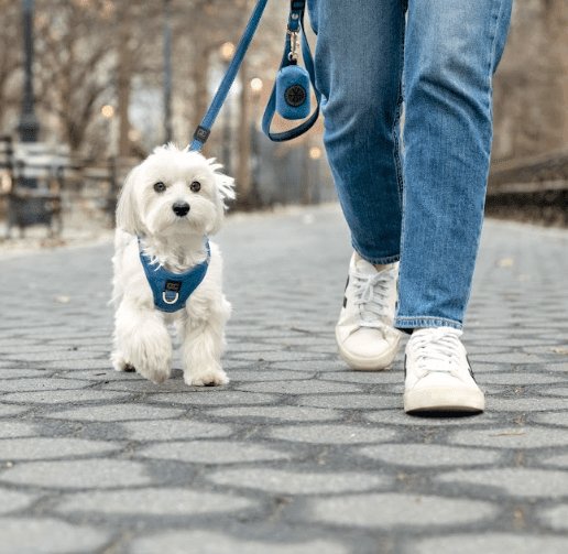 How a Stylish Dog Walking Set Can Boost Your Confidence on Your Walks