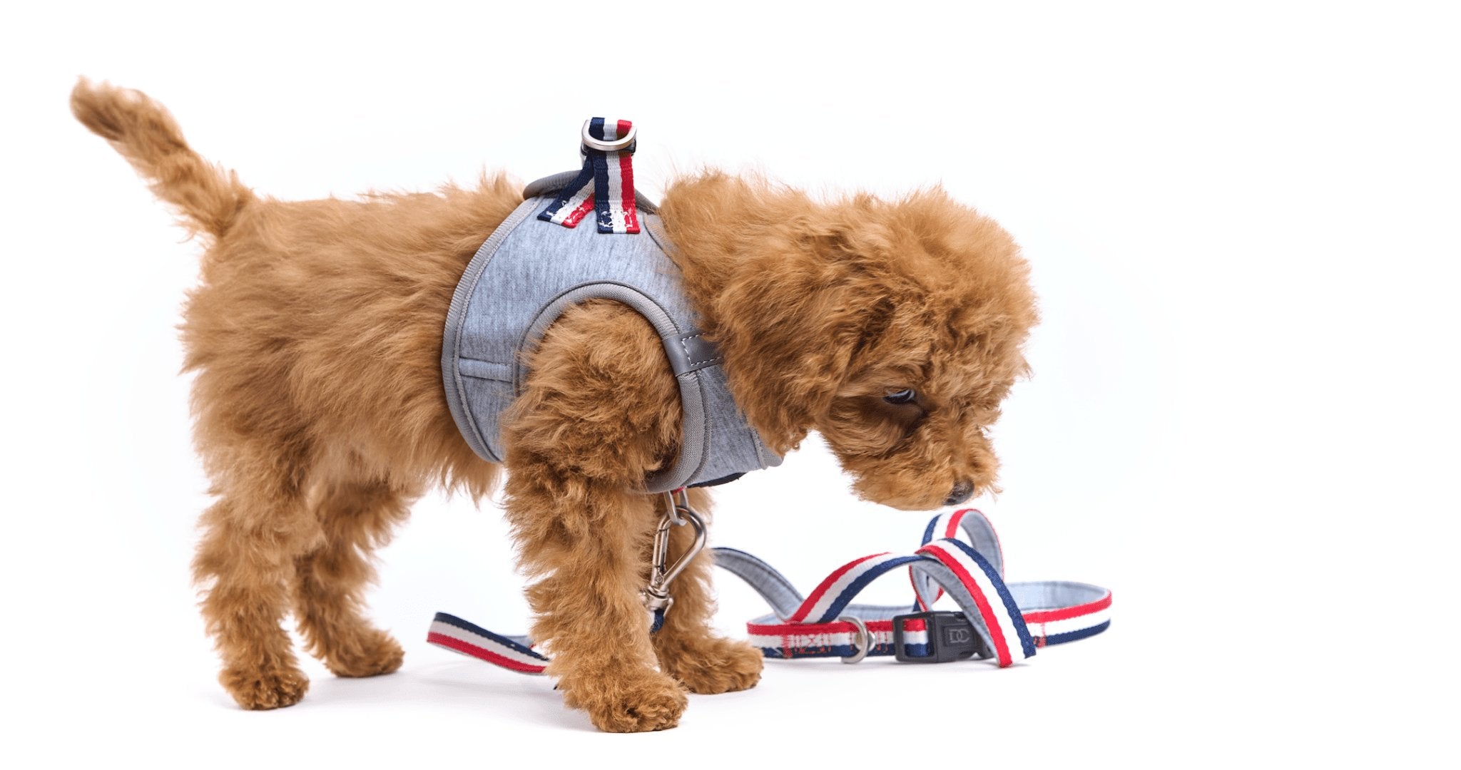 designer dog leashes and collars, designer dog collar and leash, pet accessories designer, fancy harness for dogs, luxury dog harness, fancy dog stuff, pet accessories designer, stylish dog leash