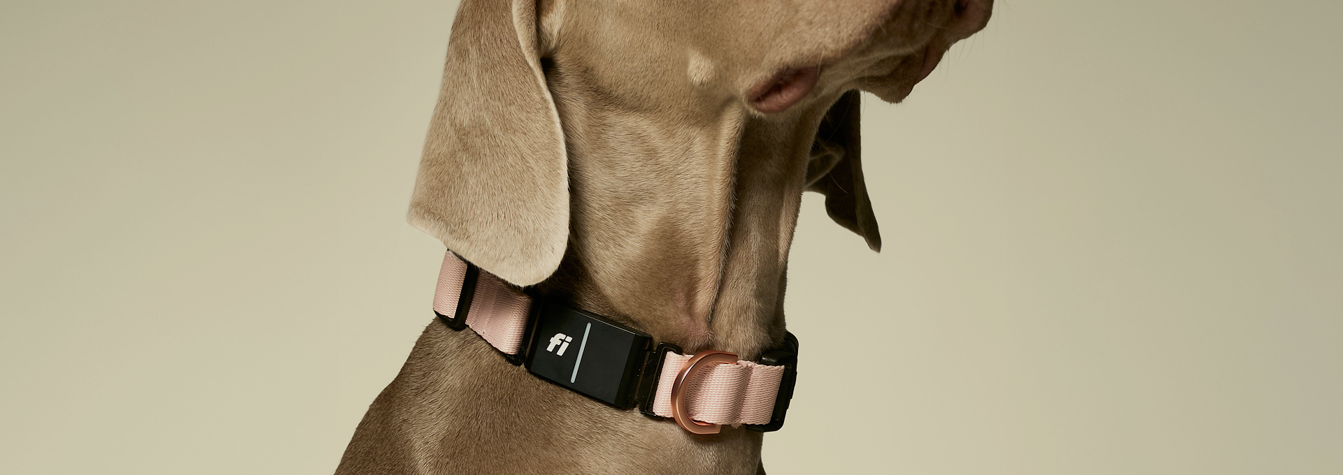 Designer Dog Collars From Dogistry
