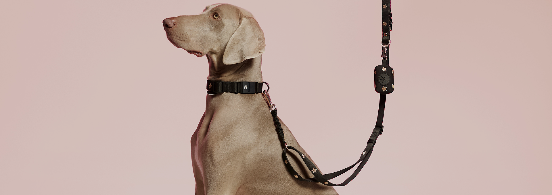 Designer Dog Leash From Dogistry