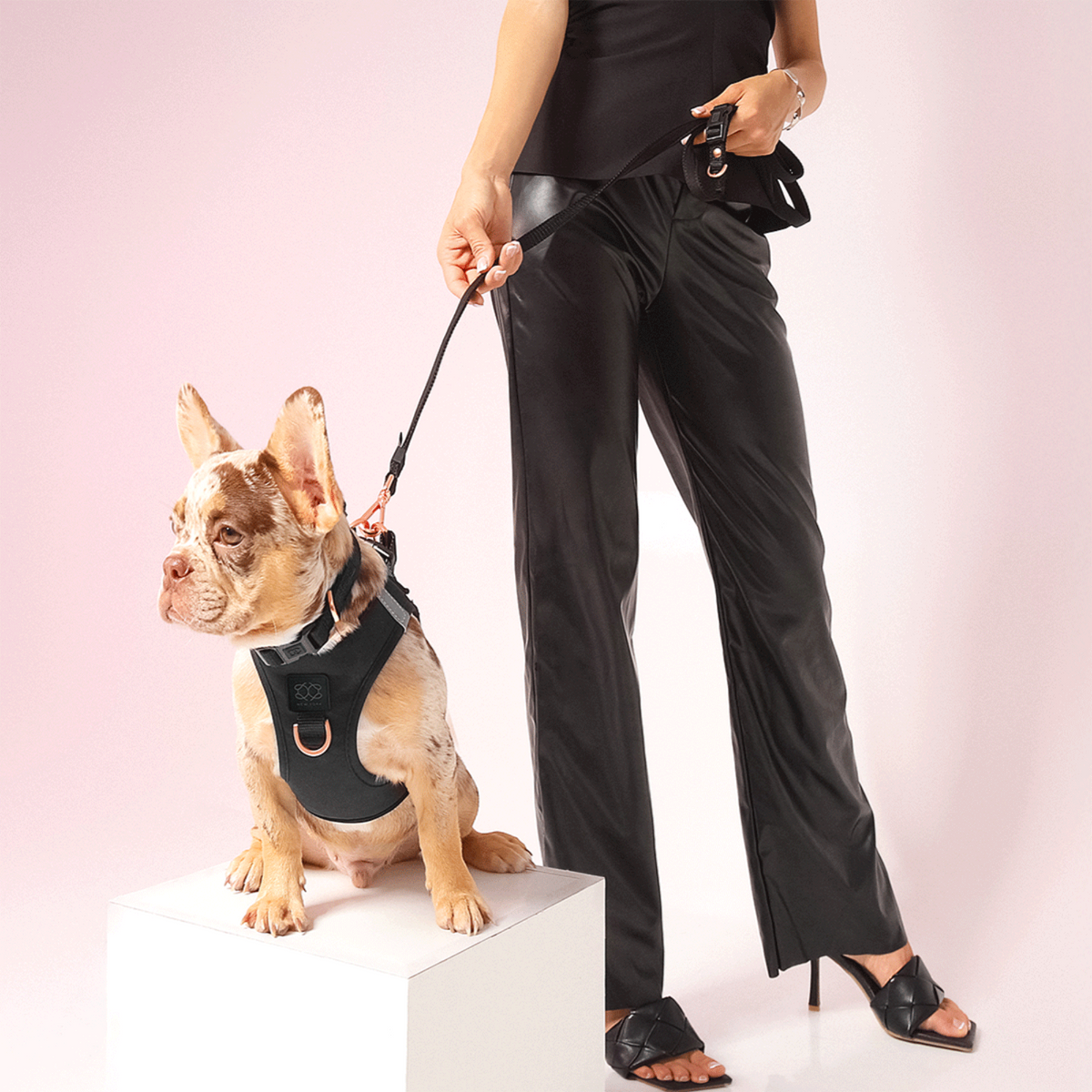Dogistry 3-in-1 City Dog Leash in Black at Nordstrom, Size Medium