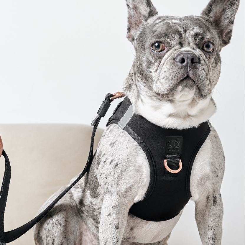 designer dog leashes and collars, designer dog collar and leash, pet accessories designer, fancy harness for dogs, luxury dog harness, fancy dog stuff, pet accessories designer, stylish dog leash