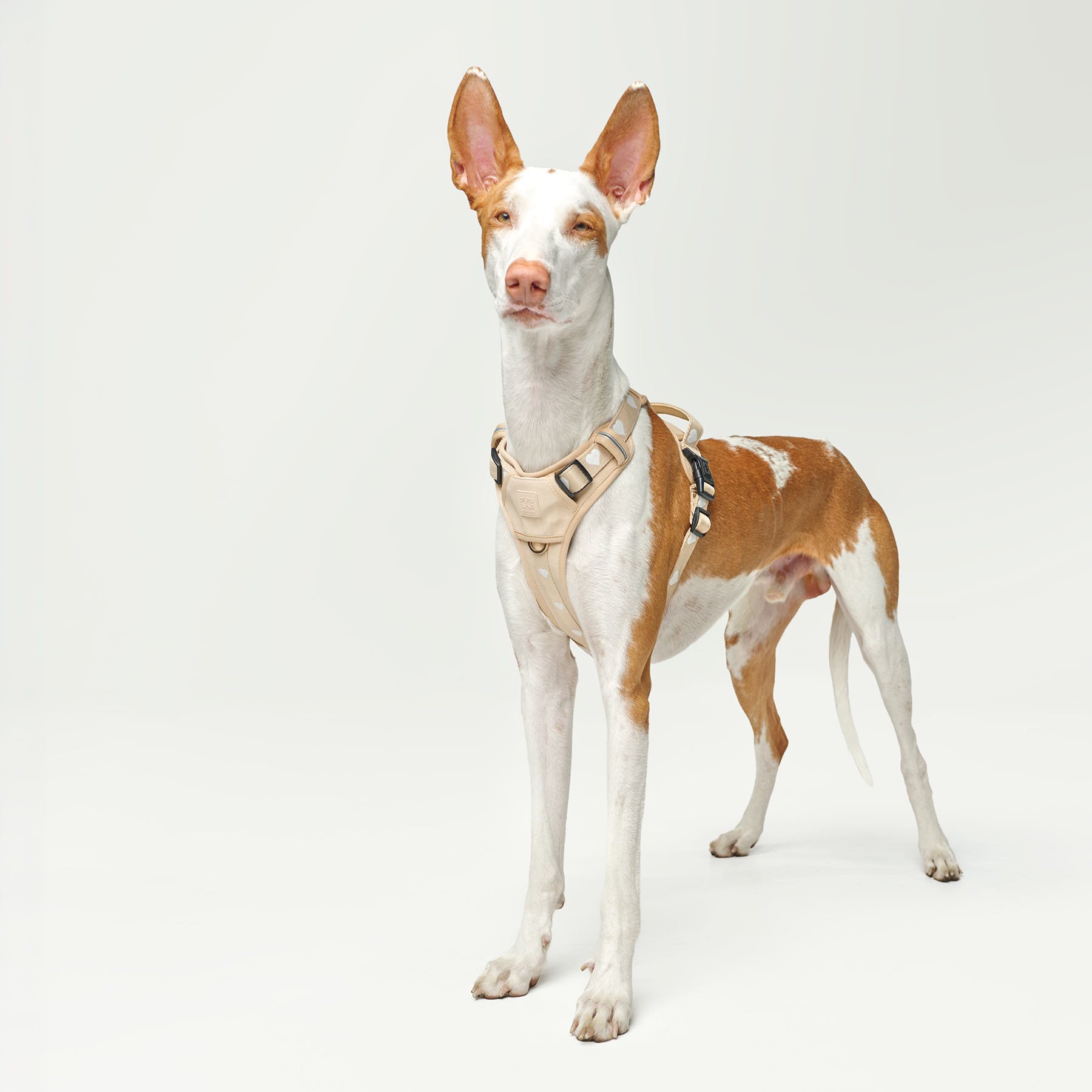 NoMad Adjustable Dog Walking Set - Icon