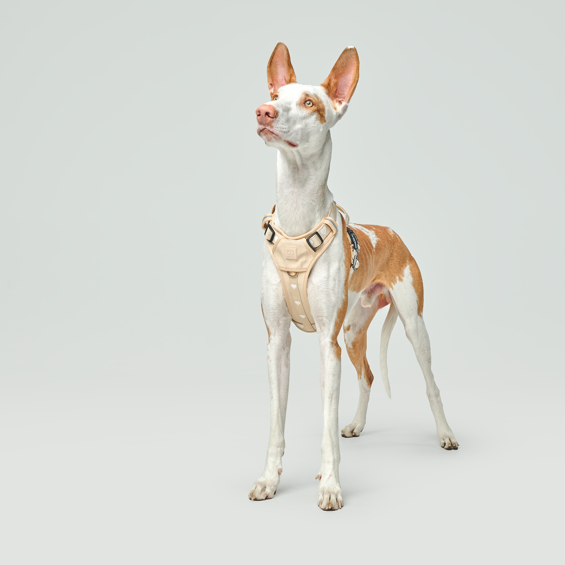 NoMad Adjustable Dog Walking Set - Icon