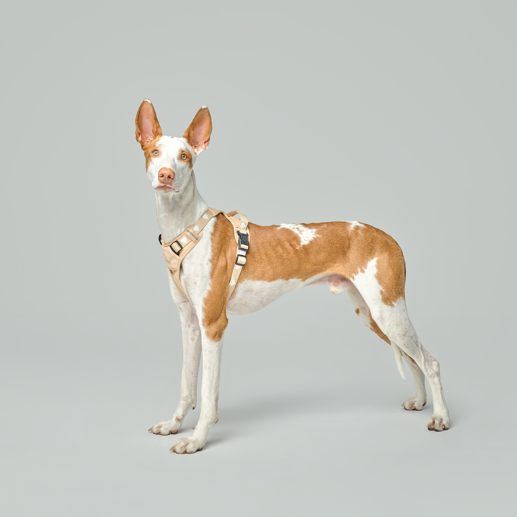 NoMad Adjustable Dog Walking Set - Icon