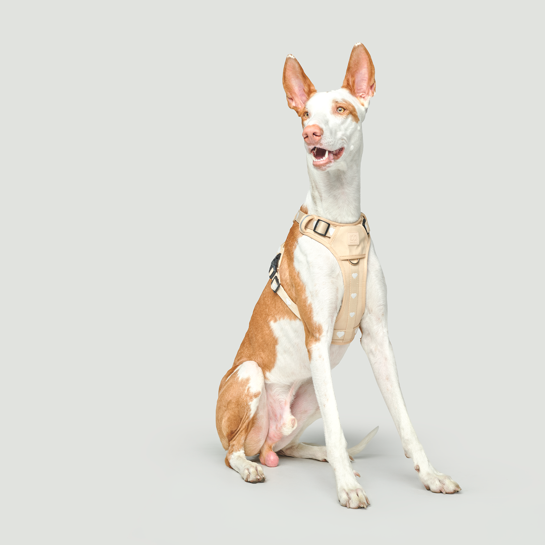 NoMad Adjustable Dog Walking Set - Icon