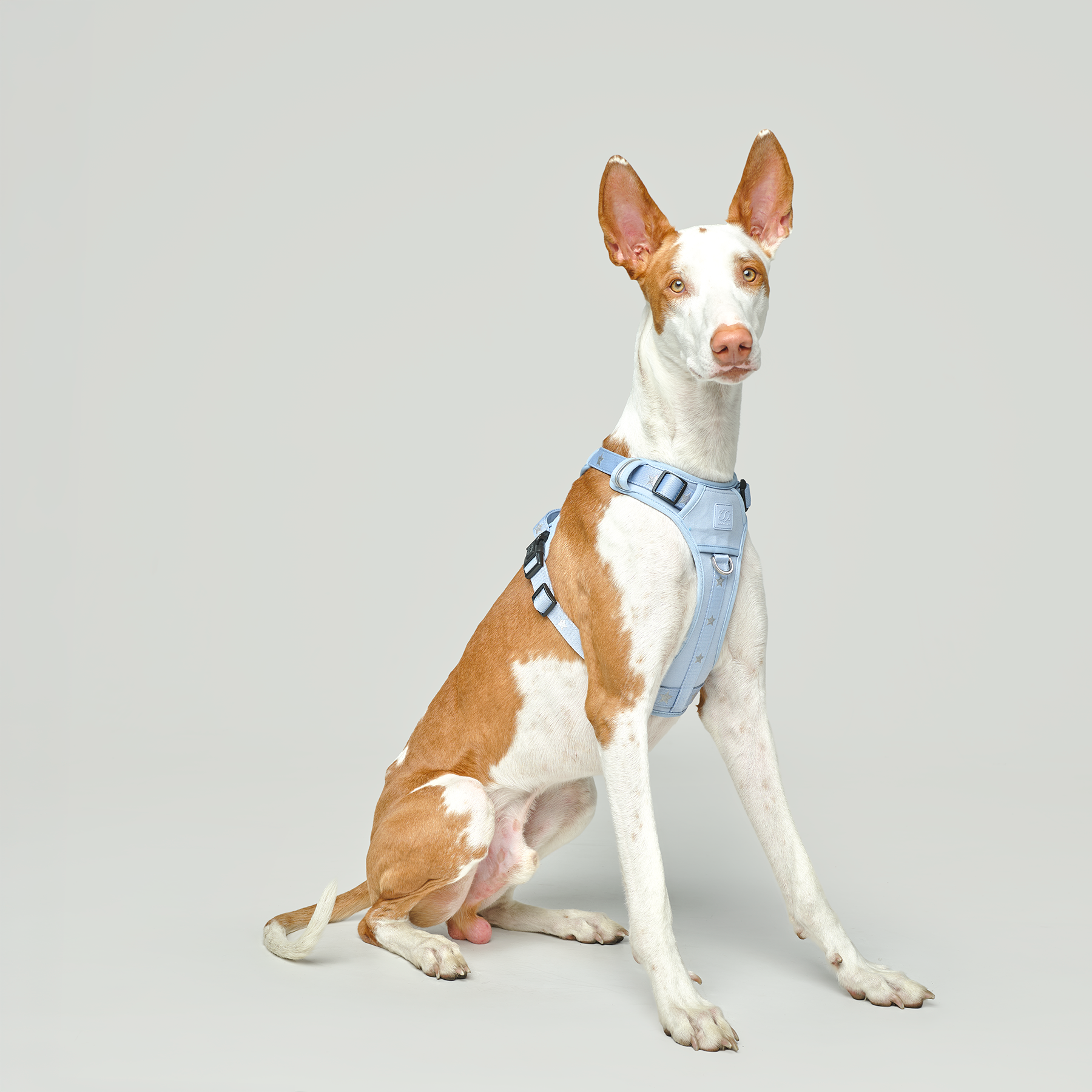 NoMad Adjustable Dog Walking Set - Rockstar Hudson