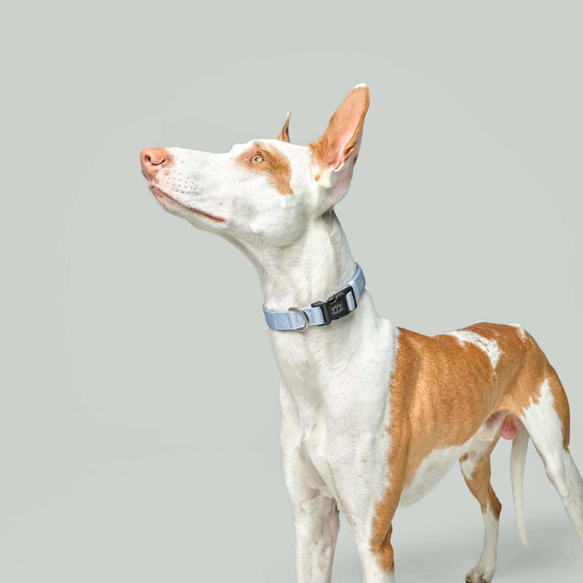 City Collar - Rockstar Hudson
