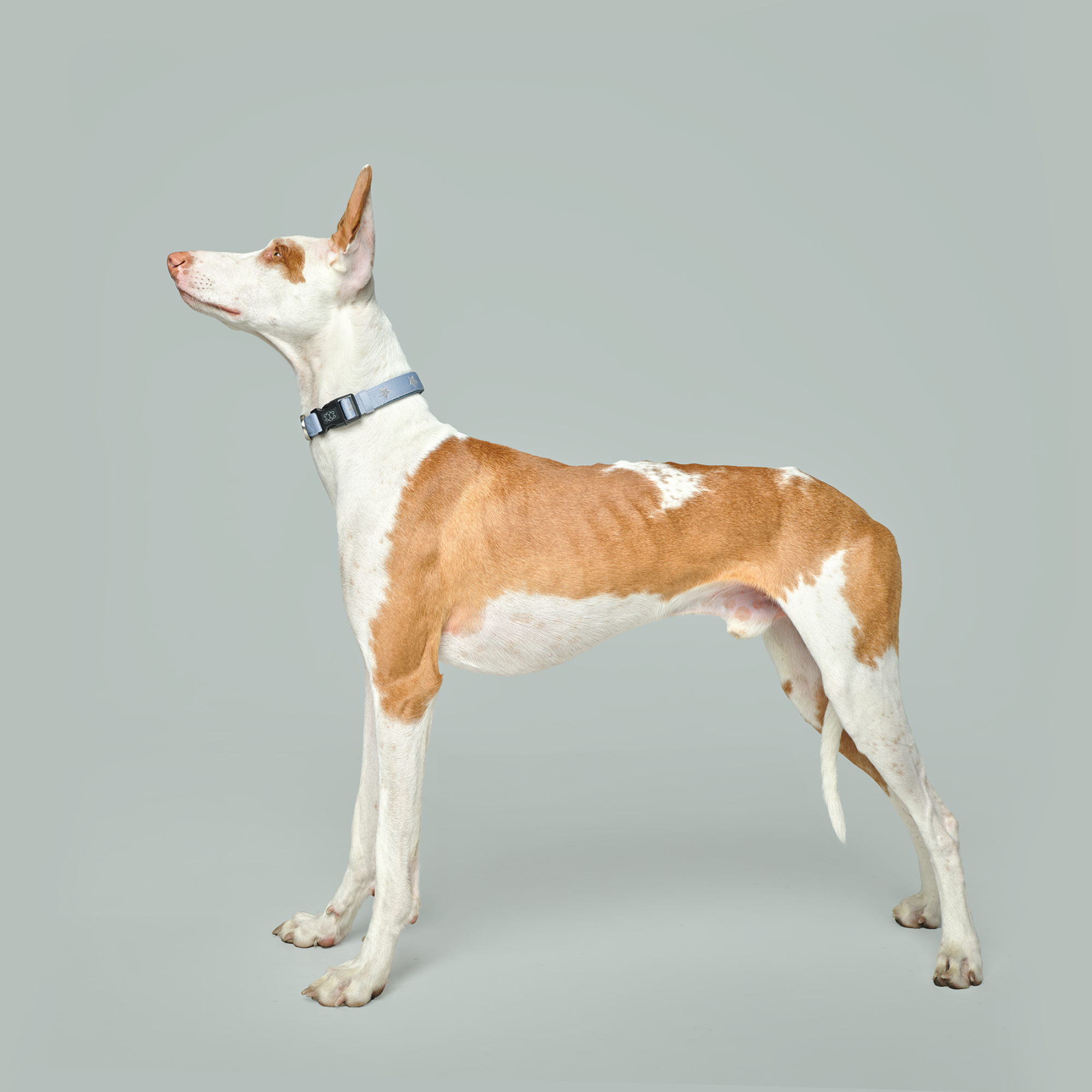 City Collar - Rockstar Hudson