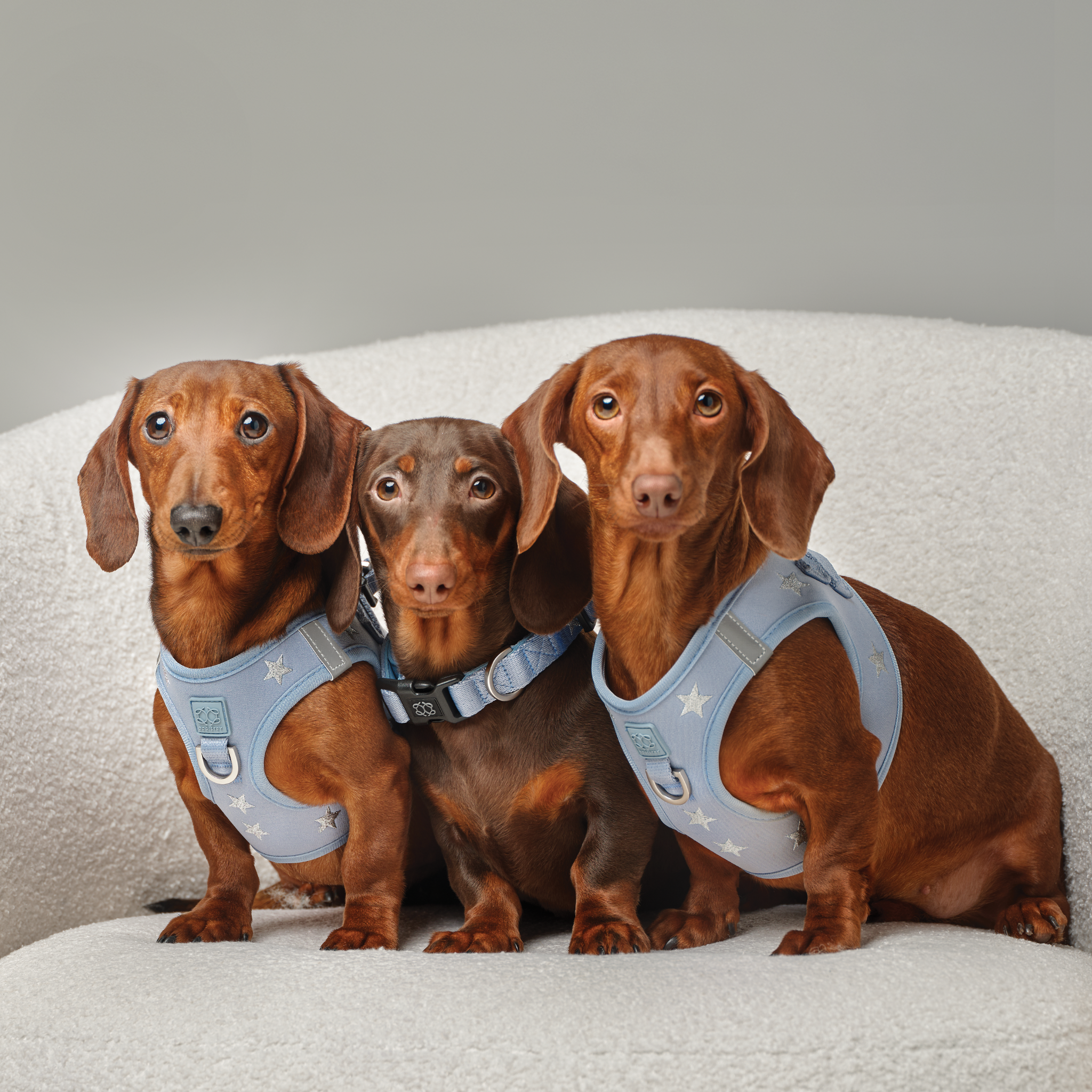 SoHo Dog Harness - Rockstar Hudson