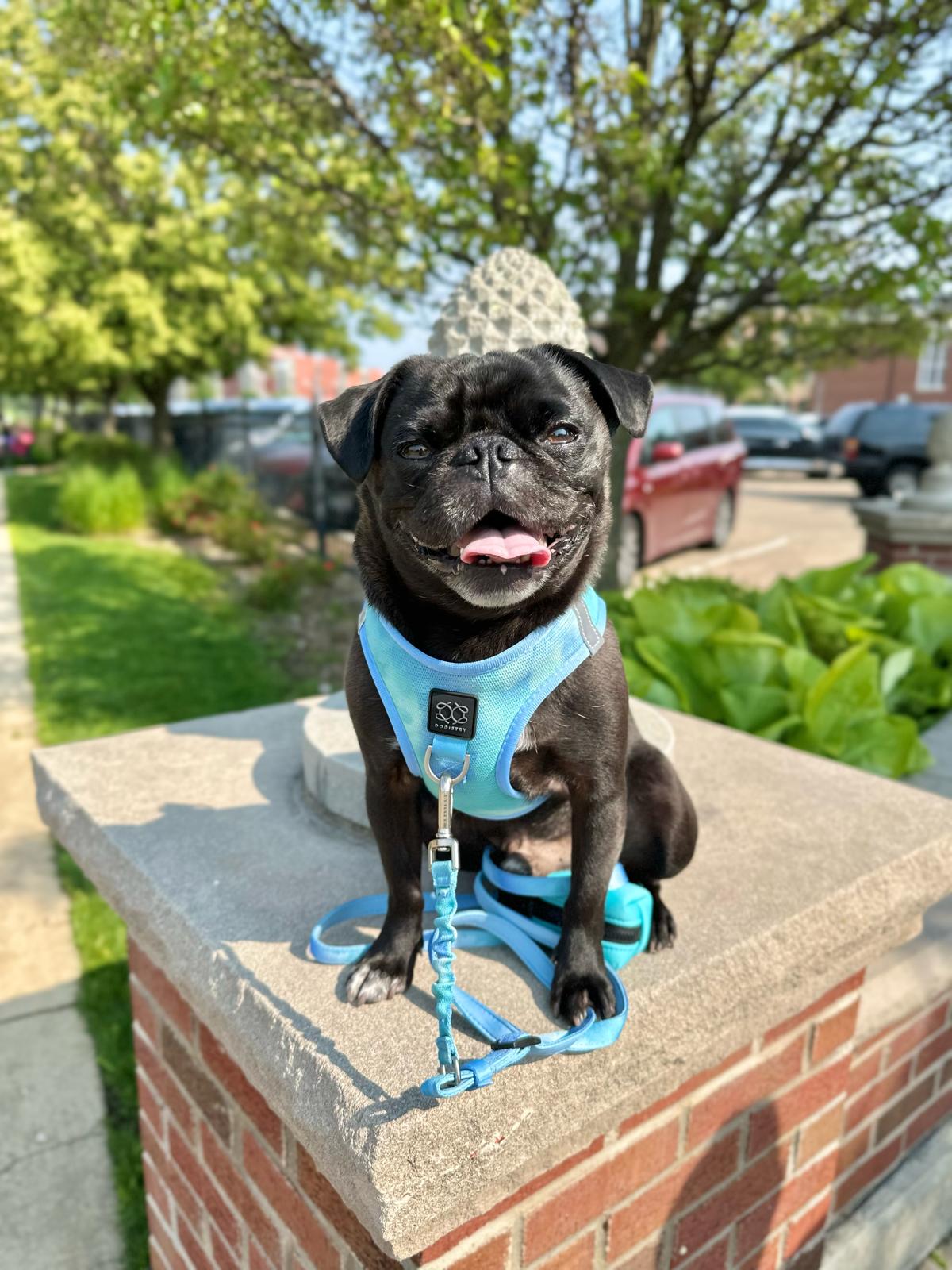 designer dog leashes and collars, designer dog collar and leash, pet accessories designer, fancy harness for dogs, luxury dog harness, fancy dog stuff, pet accessories designer, stylish dog leash