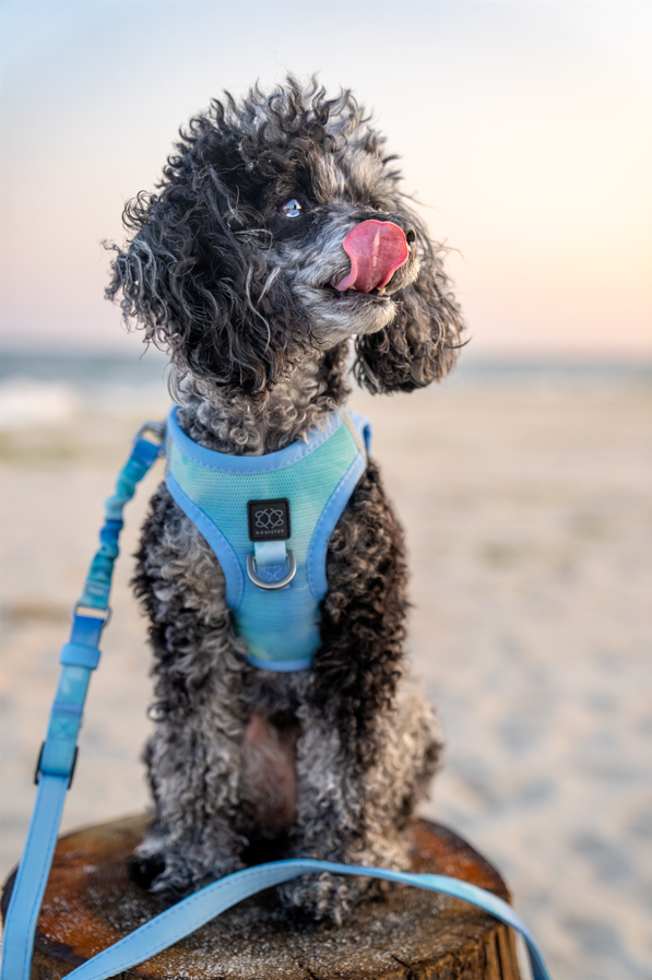 designer dog leashes and collars, designer dog collar and leash, pet accessories designer, fancy harness for dogs, luxury dog harness, fancy dog stuff, pet accessories designer, stylish dog leash