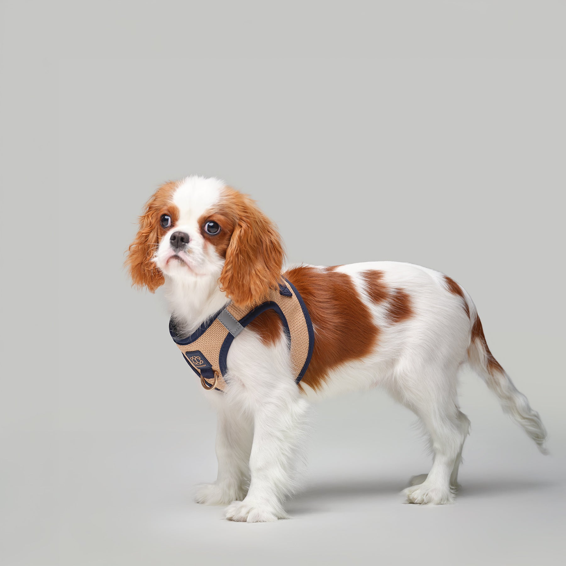 SoHo Dog Walking Set - Hamptons