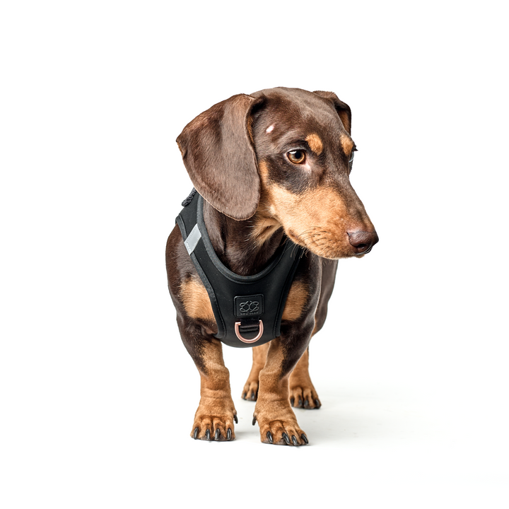 designer dog leashes and collars, designer dog collar and leash, pet accessories designer, fancy harness for dogs, luxury dog harness, fancy dog stuff, pet accessories designer, stylish dog leash