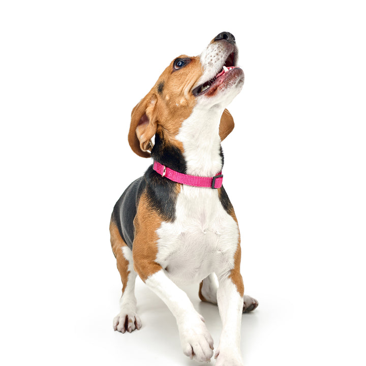 City Collar - Park Ave Pink - Dogistry™
