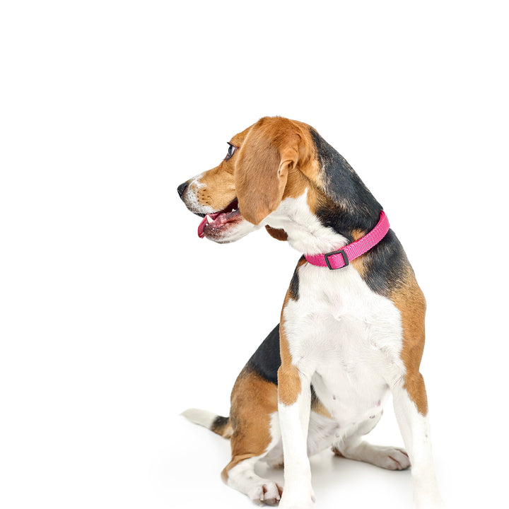 City Collar - Park Ave Pink - Dogistry™