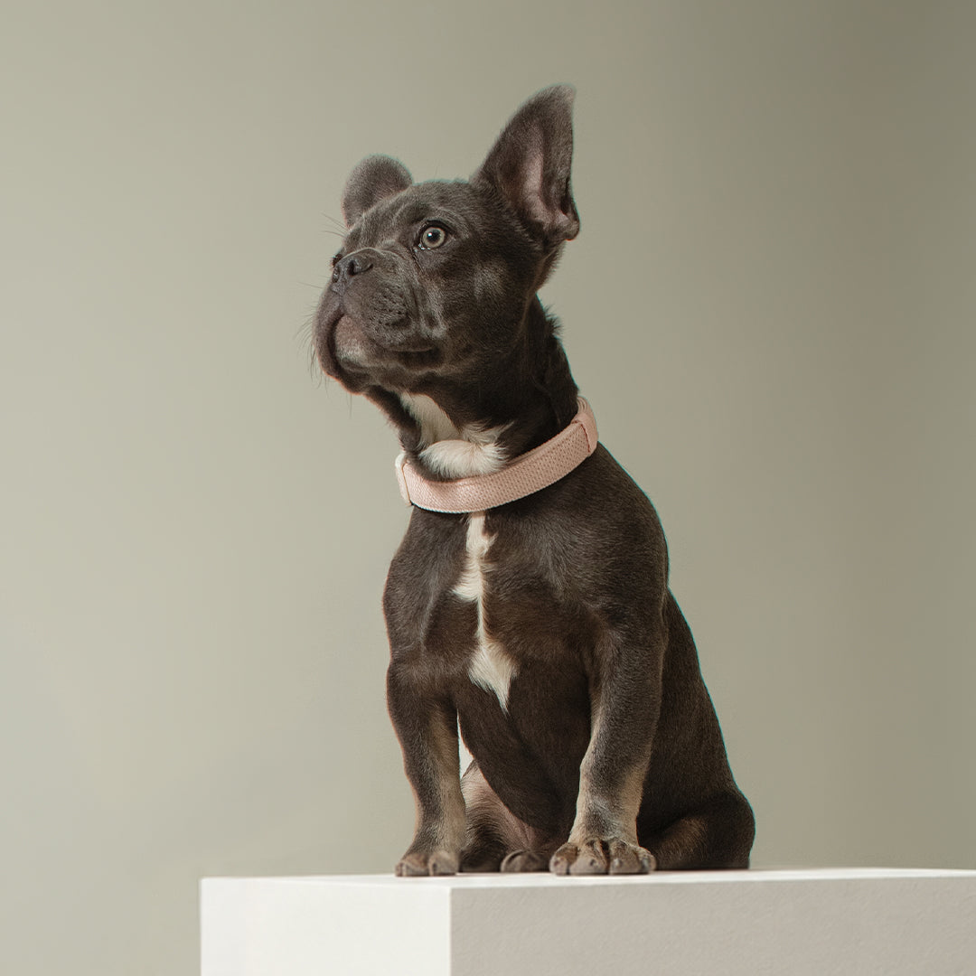 3-in-1 City Dog Leash - Madison