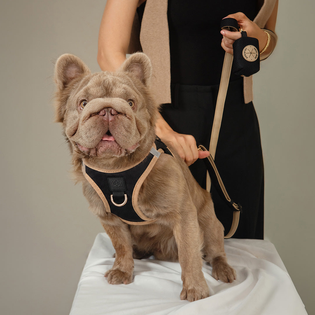 City Leash Set - Crosby