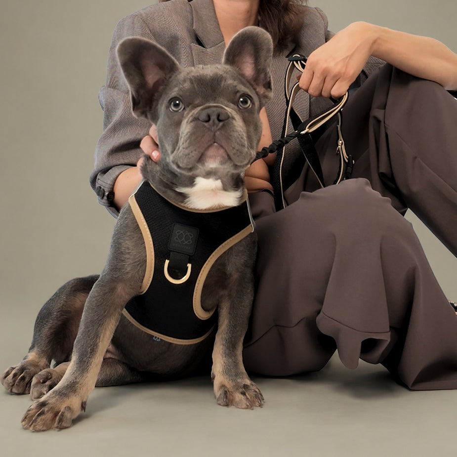 City Leash Set - Crosby