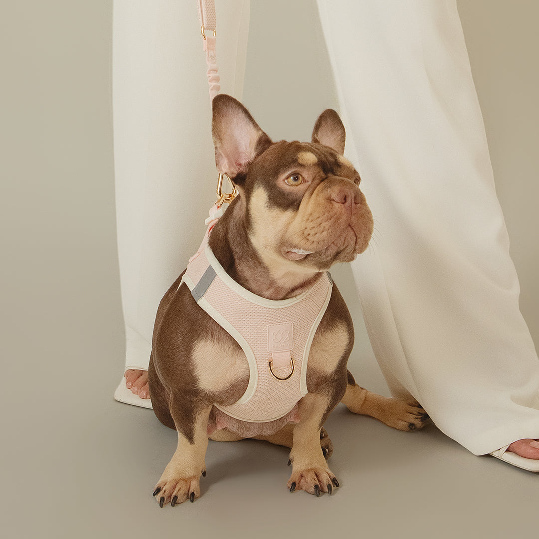 3-in-1 City Dog Leash - Madison