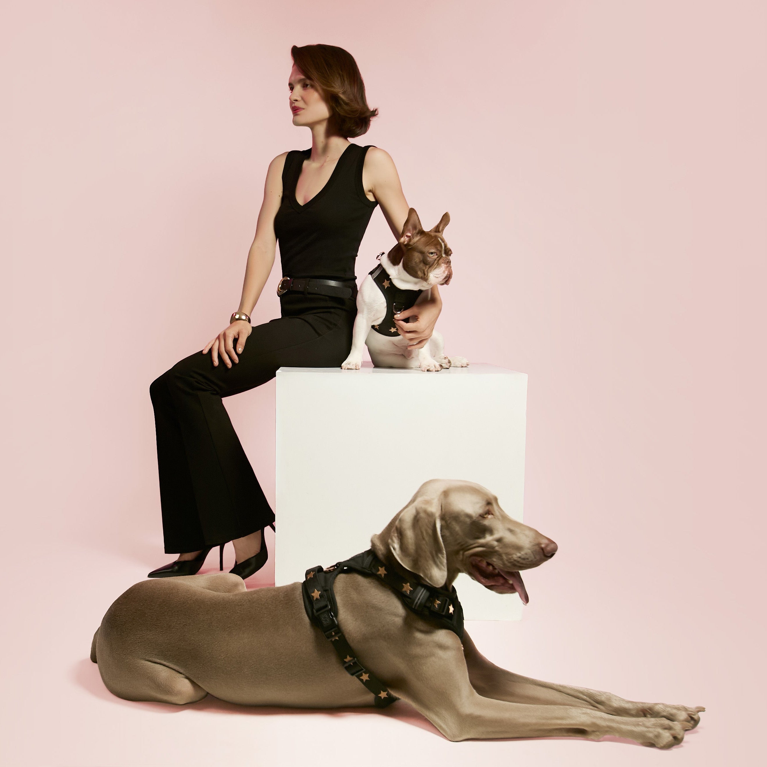 designer dog leashes and collars, designer dog collar and leash, pet accessories designer, fancy harness for dogs, luxury dog harness, fancy dog stuff, pet accessories designer, stylish dog leash