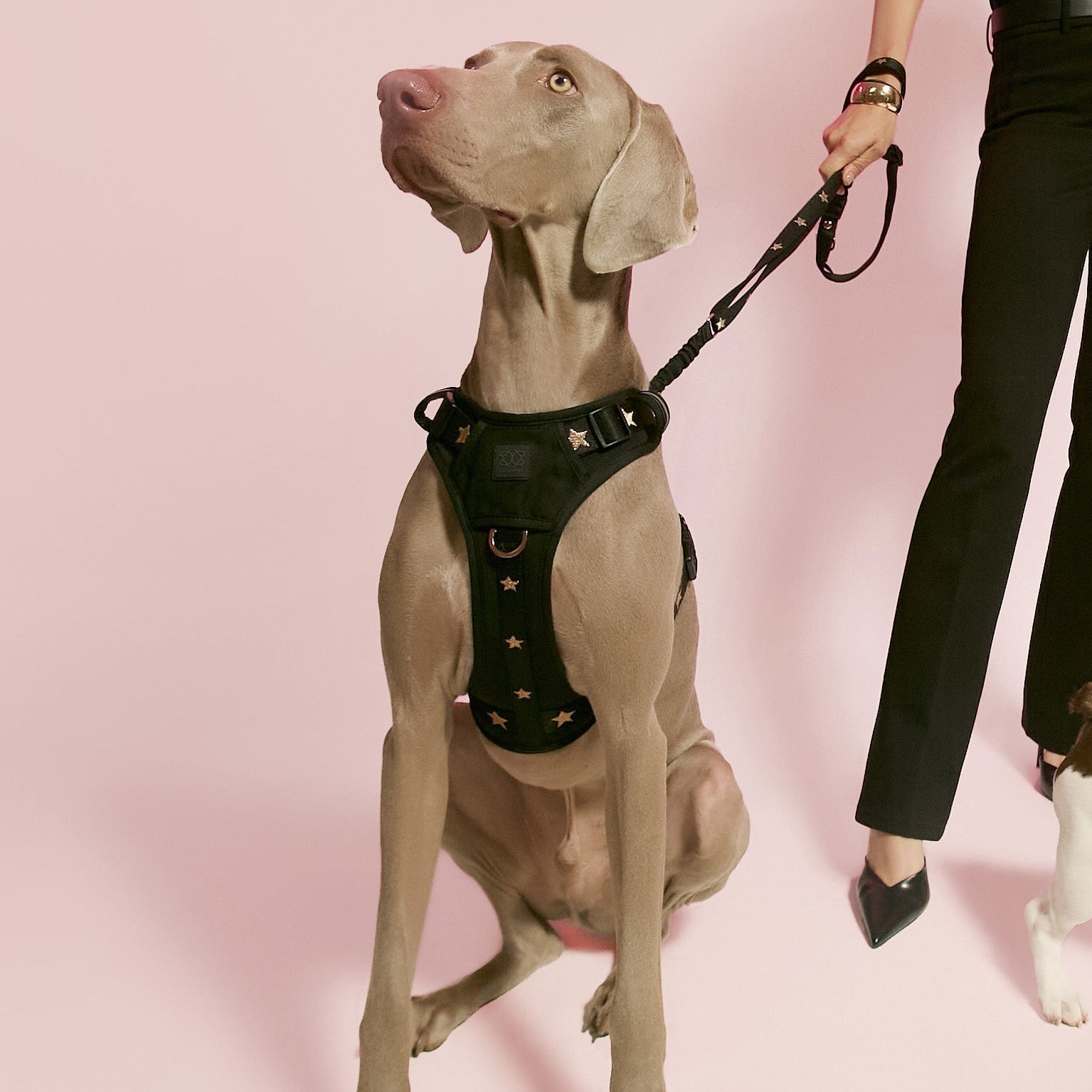 designer dog leashes and collars, designer dog collar and leash, pet accessories designer, fancy harness for dogs, luxury dog harness, fancy dog stuff, pet accessories designer, stylish dog leash