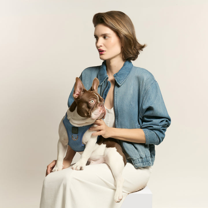 designer dog leashes and collars, designer dog collar and leash, pet accessories designer, fancy harness for dogs, luxury dog harness, fancy dog stuff, pet accessories designer, stylish dog leash