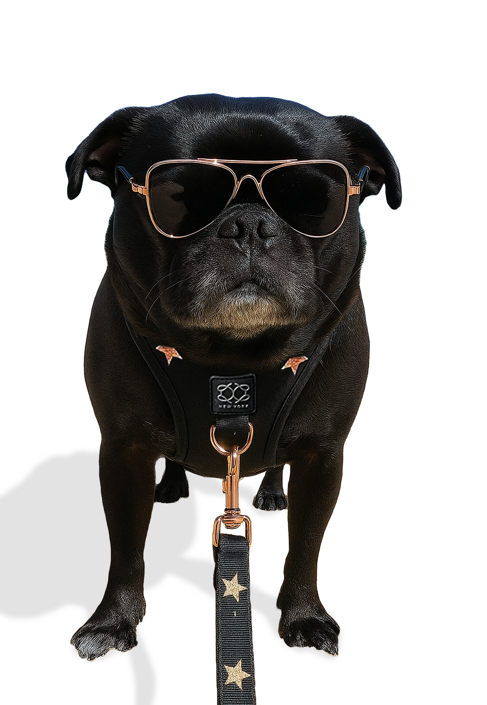Dogistry™
