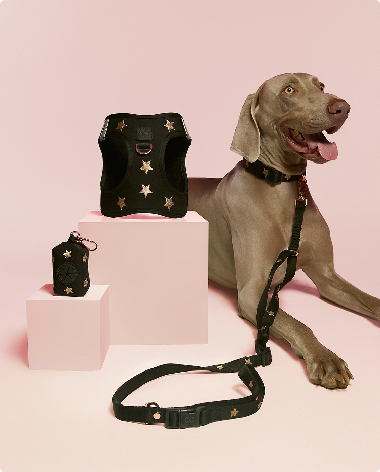 Luxury black and gold star dog harness collection featuring a matching leash, collar, and waste bag dispenser next to a happy Weimaraner.