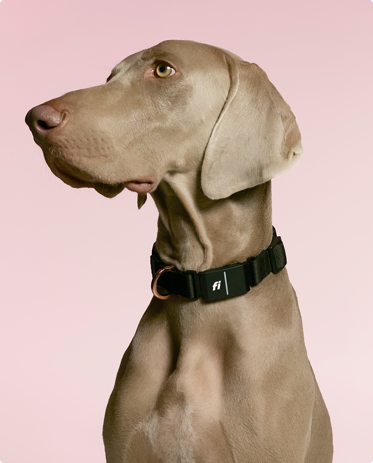 Elegant Weimaraner profile wearing a sleek black dog collar with a Fi smart dog tracker integration.
