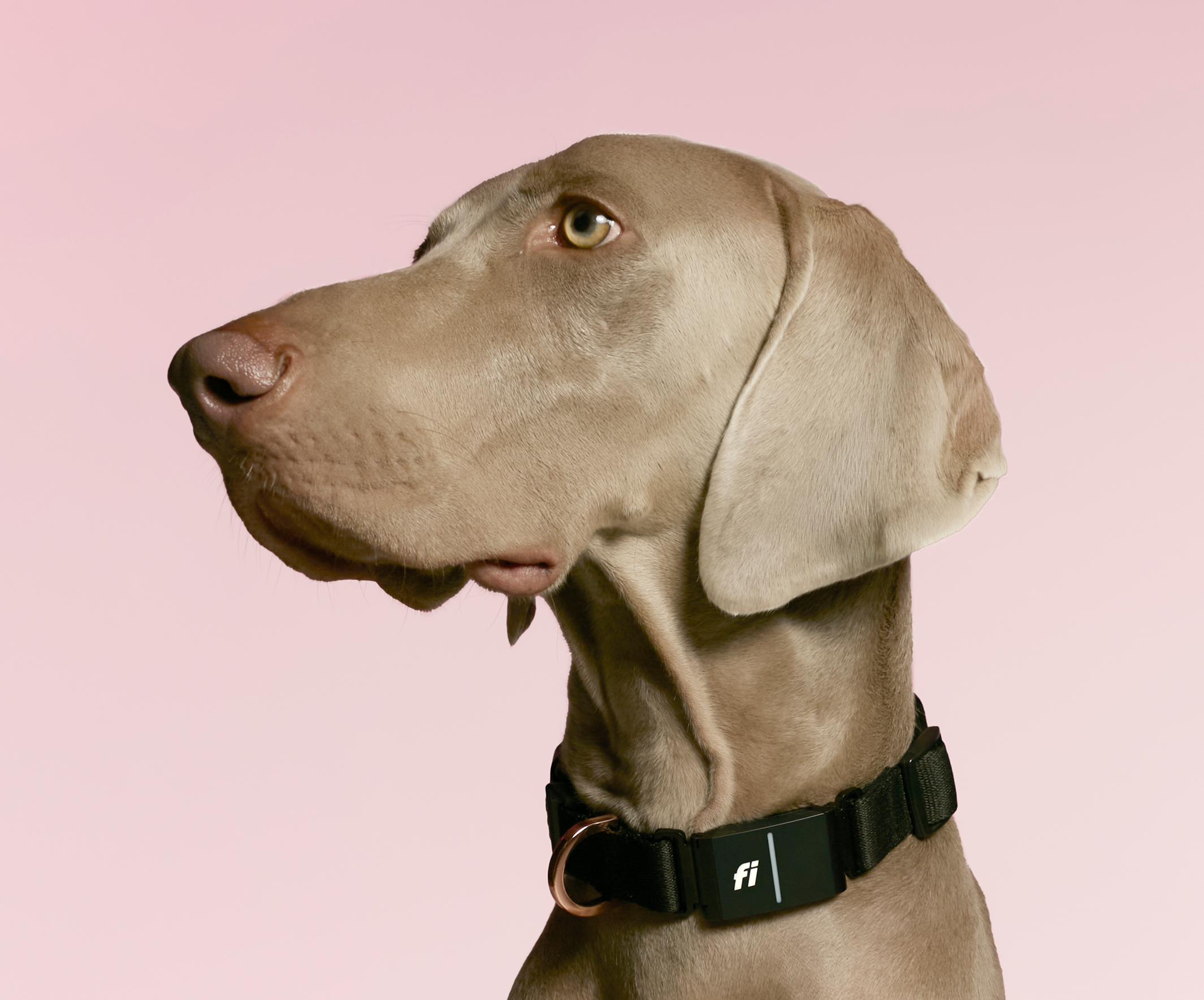 Profile view of a Weimaraner dog wearing a sleek black Dogistry collar integrated with a Fi smart GPS tracking device.