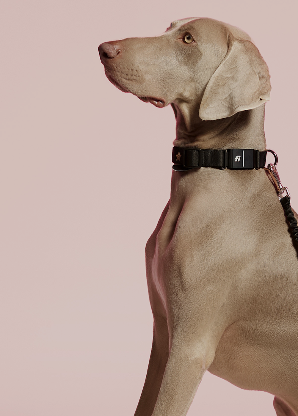 Elegant profile of a Weimaraner wearing a black Dogistry collar with gold star embroidery, featuring a Fi Series 3 smart tracking device.