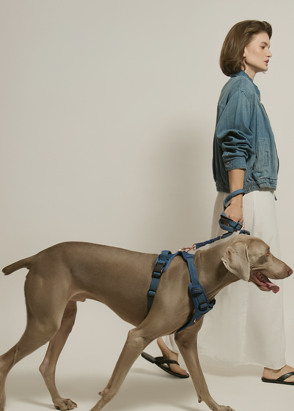 Side view of a large Weimaraner walking in a premium blue denim-style dog harness with a matching shock-absorbing bungee leash.