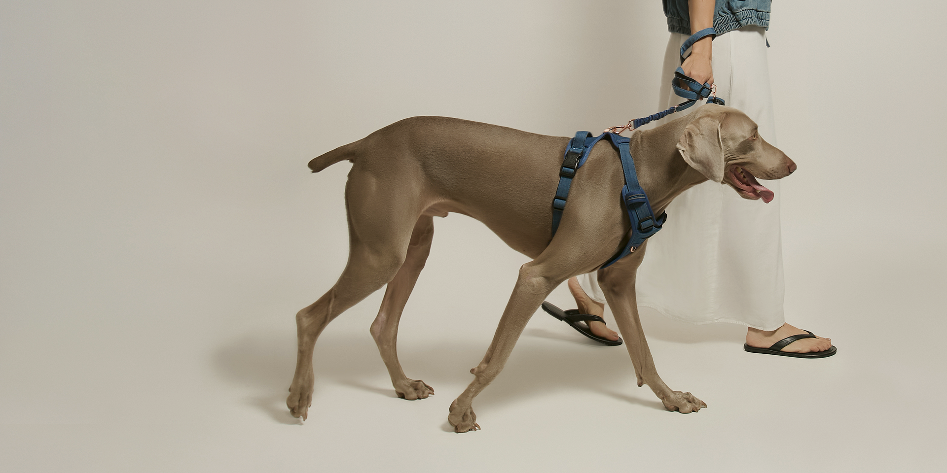 Side view of a large Weimaraner walking in a premium blue denim-style dog harness with a matching shock-absorbing bungee leash.