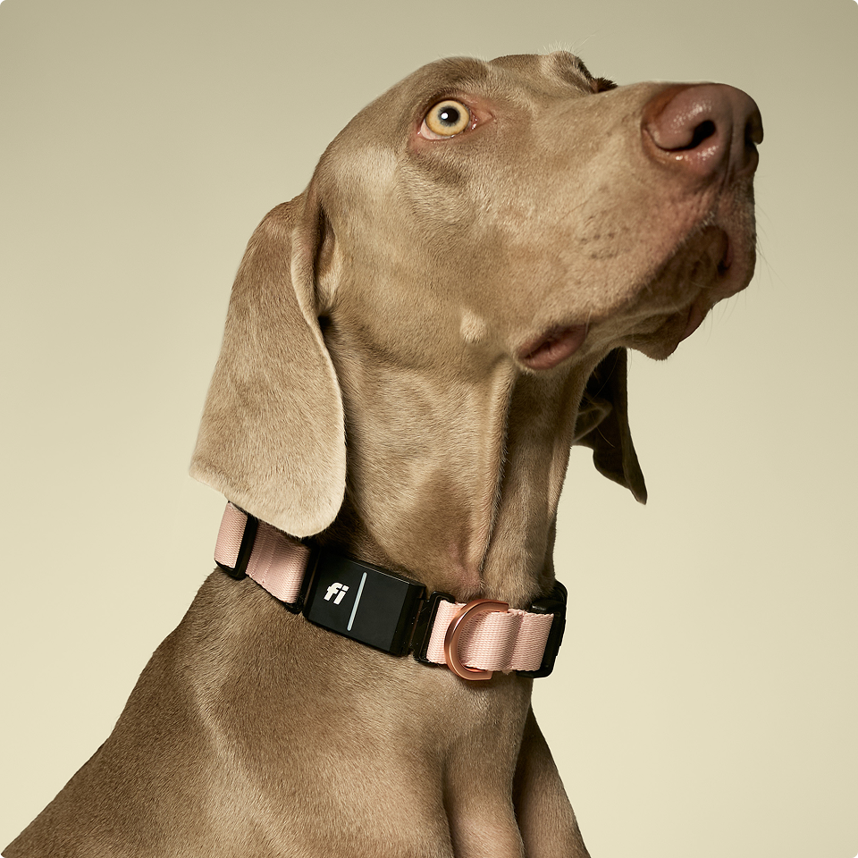 Side profile of an elegant Weimaraner wearing a soft pink Dogistry collar integrated with a Fi Series 3 smart tracking device.