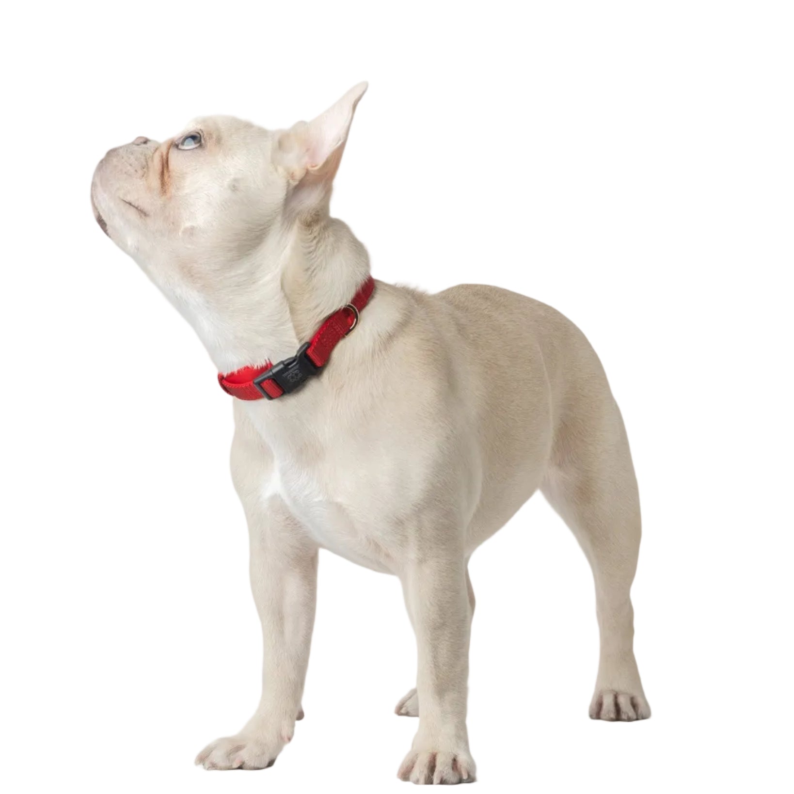 designer dog leashes and collars, designer dog collar and leash, pet accessories designer, fancy harness for dogs, luxury dog harness, fancy dog stuff, pet accessories designer, stylish dog leash